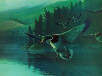 Kingfishers-Stan Galli-Giclee Print