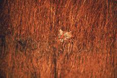 Tiger, Camouflaged Amid Tall, Golden Grass, Setting Out at Dusk For Night of Hunting-Stan Wayman-Photographic Print