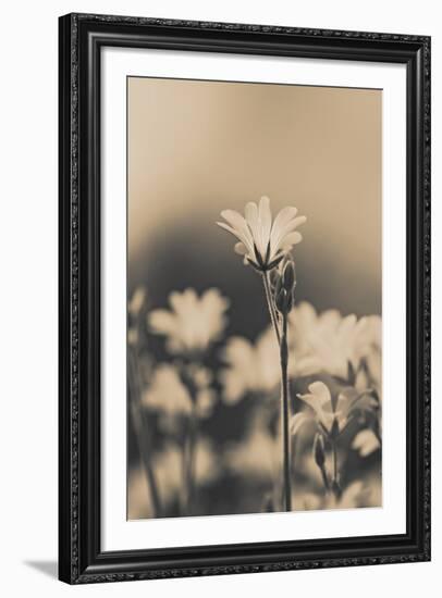 Stand Alone-Andreas Stridsberg-Framed Giclee Print