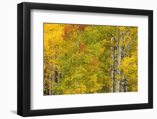 Stand of aspen treesin fall color, Uncompahgre National Forest, Colorado-Adam Jones-Framed Photographic Print