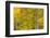 Stand of aspen treesin fall color, Uncompahgre National Forest, Colorado-Adam Jones-Framed Photographic Print