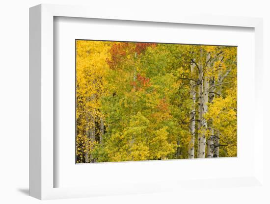 Stand of aspen treesin fall color, Uncompahgre National Forest, Colorado-Adam Jones-Framed Photographic Print