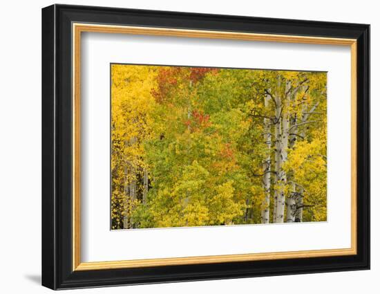 Stand of aspen treesin fall color, Uncompahgre National Forest, Colorado-Adam Jones-Framed Photographic Print