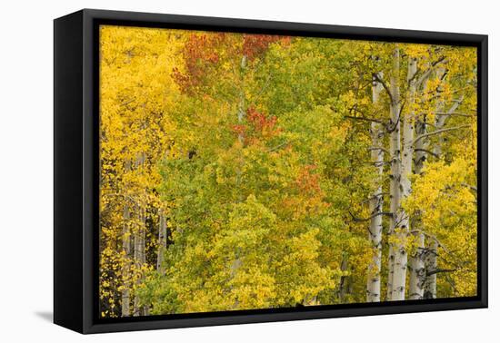 Stand of aspen treesin fall color, Uncompahgre National Forest, Colorado-Adam Jones-Framed Premier Image Canvas