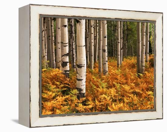 Stand of Quaking Aspen Tree, Gunnison National Forest, Colorado, USA-Adam Jones-Framed Premier Image Canvas