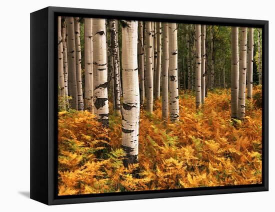 Stand of Quaking Aspen Tree, Gunnison National Forest, Colorado, USA-Adam Jones-Framed Premier Image Canvas