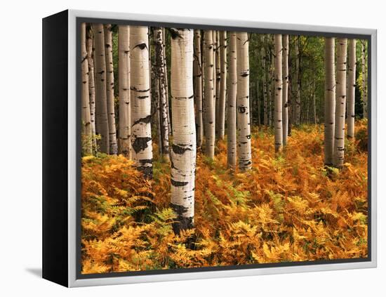 Stand of Quaking Aspen Tree, Gunnison National Forest, Colorado, USA-Adam Jones-Framed Premier Image Canvas