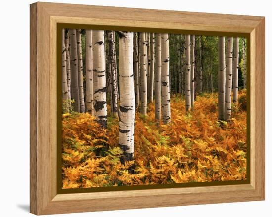 Stand of Quaking Aspen Tree, Gunnison National Forest, Colorado, USA-Adam Jones-Framed Premier Image Canvas