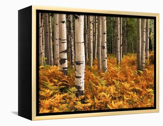 Stand of Quaking Aspen Tree, Gunnison National Forest, Colorado, USA-Adam Jones-Framed Premier Image Canvas