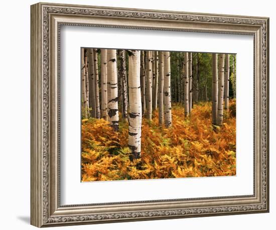 Stand of Quaking Aspen Tree, Gunnison National Forest, Colorado, USA-Adam Jones-Framed Photographic Print