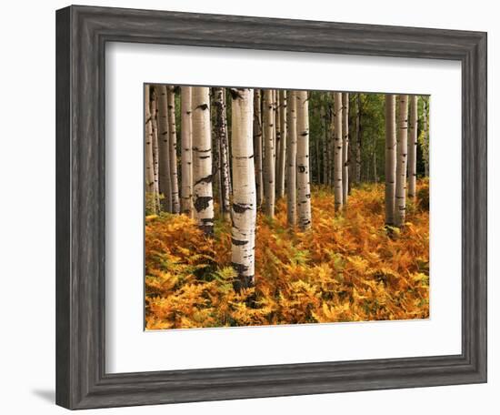 Stand of Quaking Aspen Tree, Gunnison National Forest, Colorado, USA-Adam Jones-Framed Photographic Print