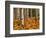 Stand of Quaking Aspen Tree, Gunnison National Forest, Colorado, USA-Adam Jones-Framed Photographic Print