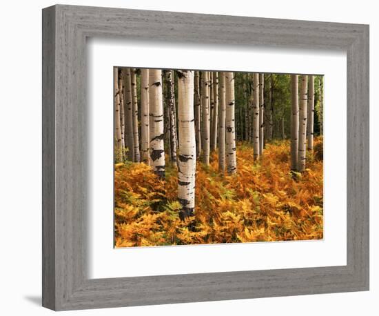 Stand of Quaking Aspen Tree, Gunnison National Forest, Colorado, USA-Adam Jones-Framed Photographic Print