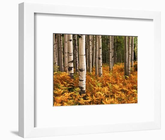 Stand of Quaking Aspen Tree, Gunnison National Forest, Colorado, USA-Adam Jones-Framed Photographic Print