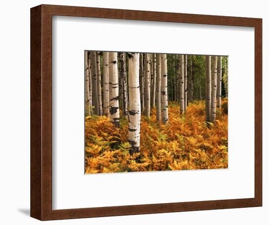 Stand of Quaking Aspen Tree, Gunnison National Forest, Colorado, USA-Adam Jones-Framed Photographic Print