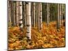 Stand of Quaking Aspen Tree, Gunnison National Forest, Colorado, USA-Adam Jones-Mounted Photographic Print