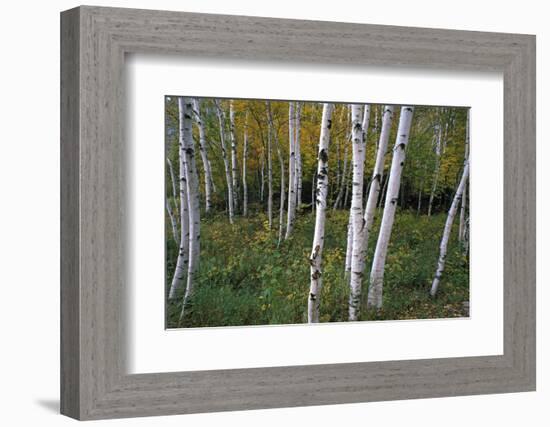 Stand Of White Birch Trees-Panoramic Images-Framed Photographic Print