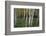 Stand Of White Birch Trees-Panoramic Images-Framed Photographic Print