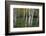 Stand Of White Birch Trees-Panoramic Images-Framed Photographic Print