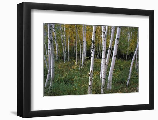 Stand Of White Birch Trees-Panoramic Images-Framed Photographic Print