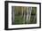 Stand Of White Birch Trees-Panoramic Images-Framed Photographic Print