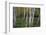 Stand Of White Birch Trees-Panoramic Images-Framed Photographic Print