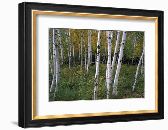 Stand Of White Birch Trees-Panoramic Images-Framed Photographic Print