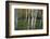 Stand Of White Birch Trees-Panoramic Images-Framed Photographic Print