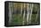 Stand Of White Birch Trees-Panoramic Images-Framed Premier Image Canvas