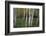 Stand Of White Birch Trees-Panoramic Images-Framed Premium Photographic Print