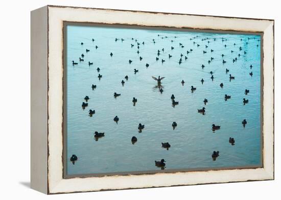 Stand out from the crowd!-Mark A Johnson-Framed Premier Image Canvas