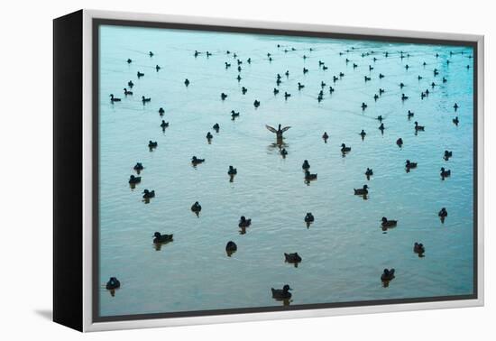 Stand out from the crowd!-Mark A Johnson-Framed Premier Image Canvas