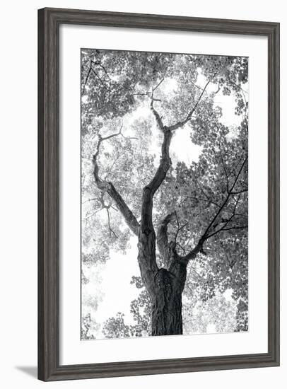 Stand Tall II-Elizabeth Urquhart-Framed Photo