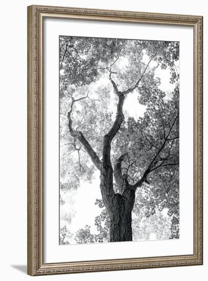 Stand Tall II-Elizabeth Urquhart-Framed Photo