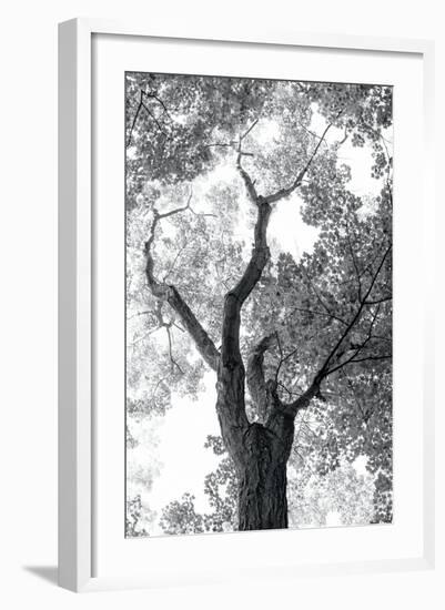 Stand Tall II-Elizabeth Urquhart-Framed Photo