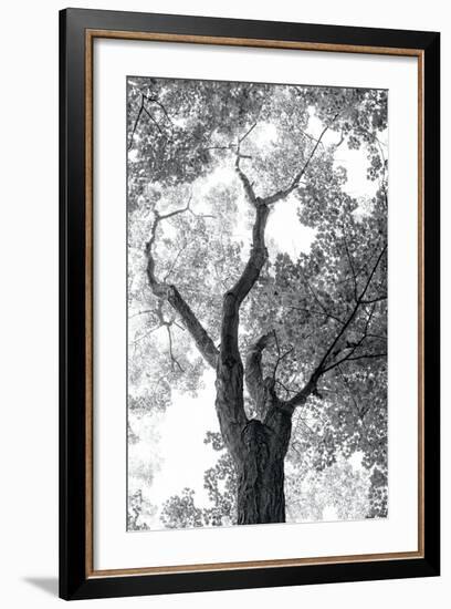 Stand Tall II-Elizabeth Urquhart-Framed Photo