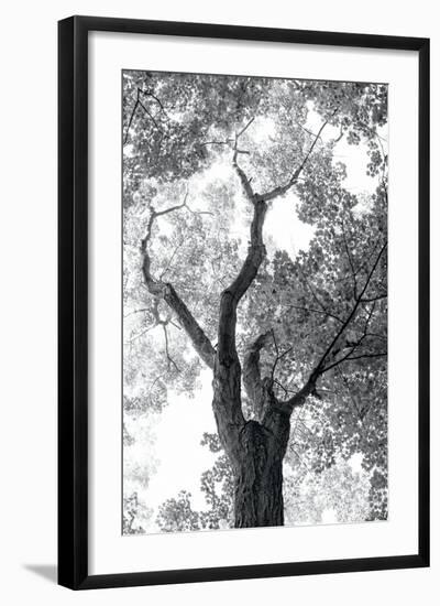 Stand Tall II-Elizabeth Urquhart-Framed Photo