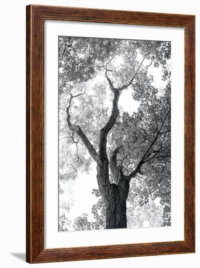 Stand Tall II-Elizabeth Urquhart-Framed Photo