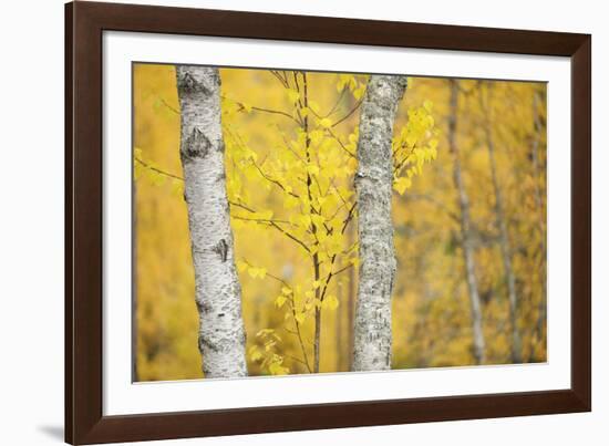 Stand Tall-Staffan Widstrand-Framed Giclee Print