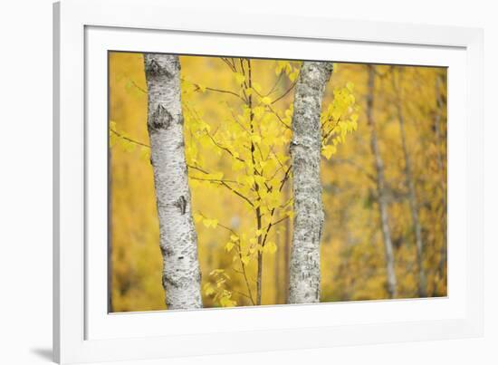 Stand Tall-Staffan Widstrand-Framed Giclee Print