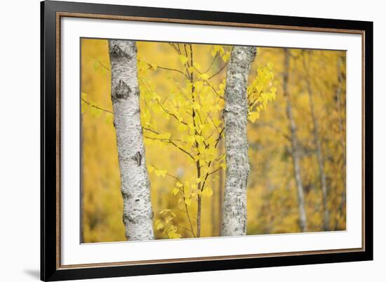 Stand Tall-Staffan Widstrand-Framed Giclee Print