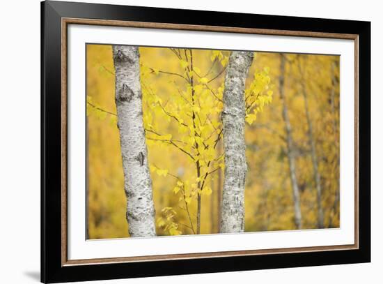 Stand Tall-Staffan Widstrand-Framed Giclee Print