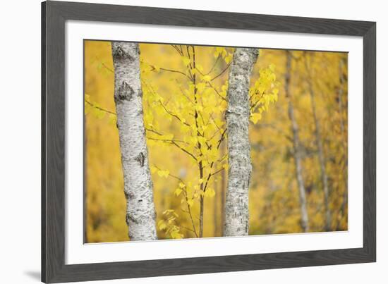 Stand Tall-Staffan Widstrand-Framed Giclee Print