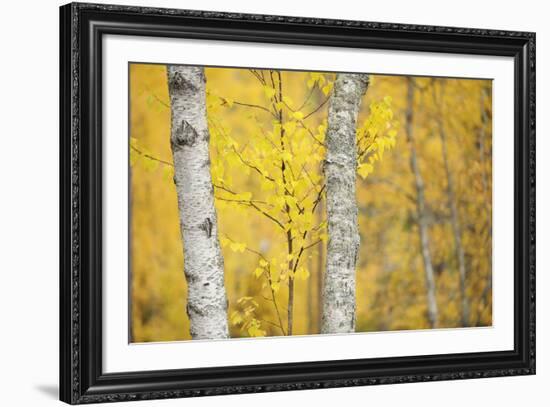 Stand Tall-Staffan Widstrand-Framed Giclee Print