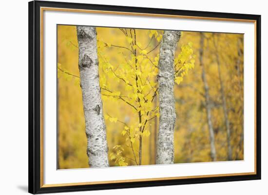 Stand Tall-Staffan Widstrand-Framed Giclee Print