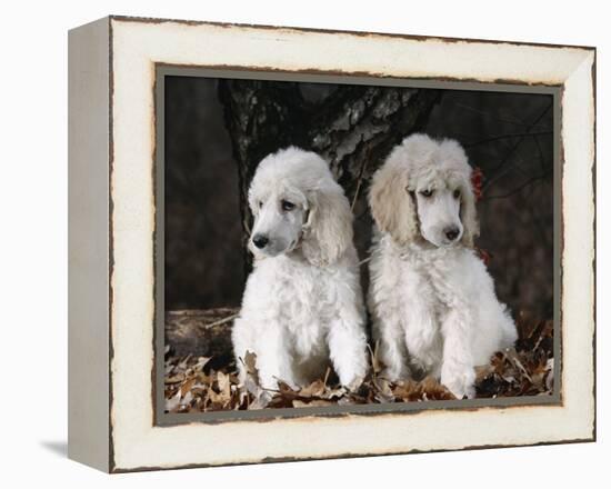 Standard Poodle Dog Puppies, USA-Lynn M. Stone-Framed Premier Image Canvas