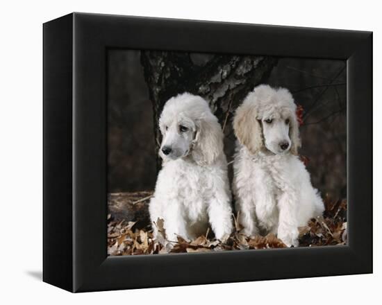 Standard Poodle Dog Puppies, USA-Lynn M. Stone-Framed Premier Image Canvas