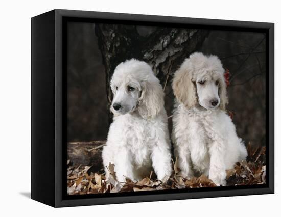 Standard Poodle Dog Puppies, USA-Lynn M. Stone-Framed Premier Image Canvas