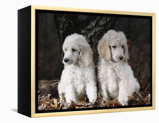 Standard Poodle Dog Puppies, USA-Lynn M. Stone-Framed Premier Image Canvas