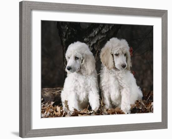 Standard Poodle Dog Puppies, USA-Lynn M. Stone-Framed Photographic Print